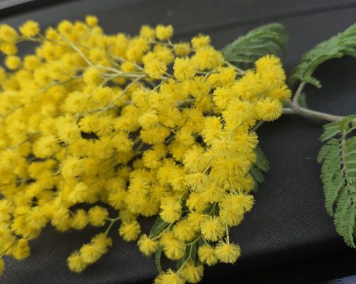 30 gennaio galleryWhatsApp Image 2026-02-04 at 22.18.26